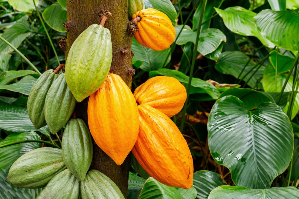 CACAO NOEL COCOA POD TREE